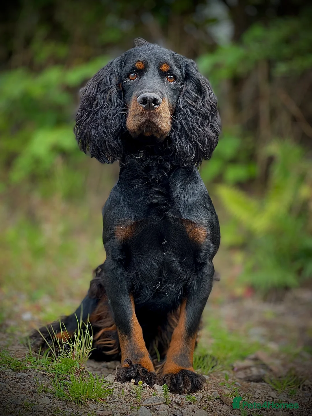 Cocker Spaniel dogs for stud: FTAW Black and Tan stud  in Crediton - Advert 5