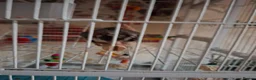 Sugar Glider rodents for sale: 2 brother sugsr gliders  - Advert 1