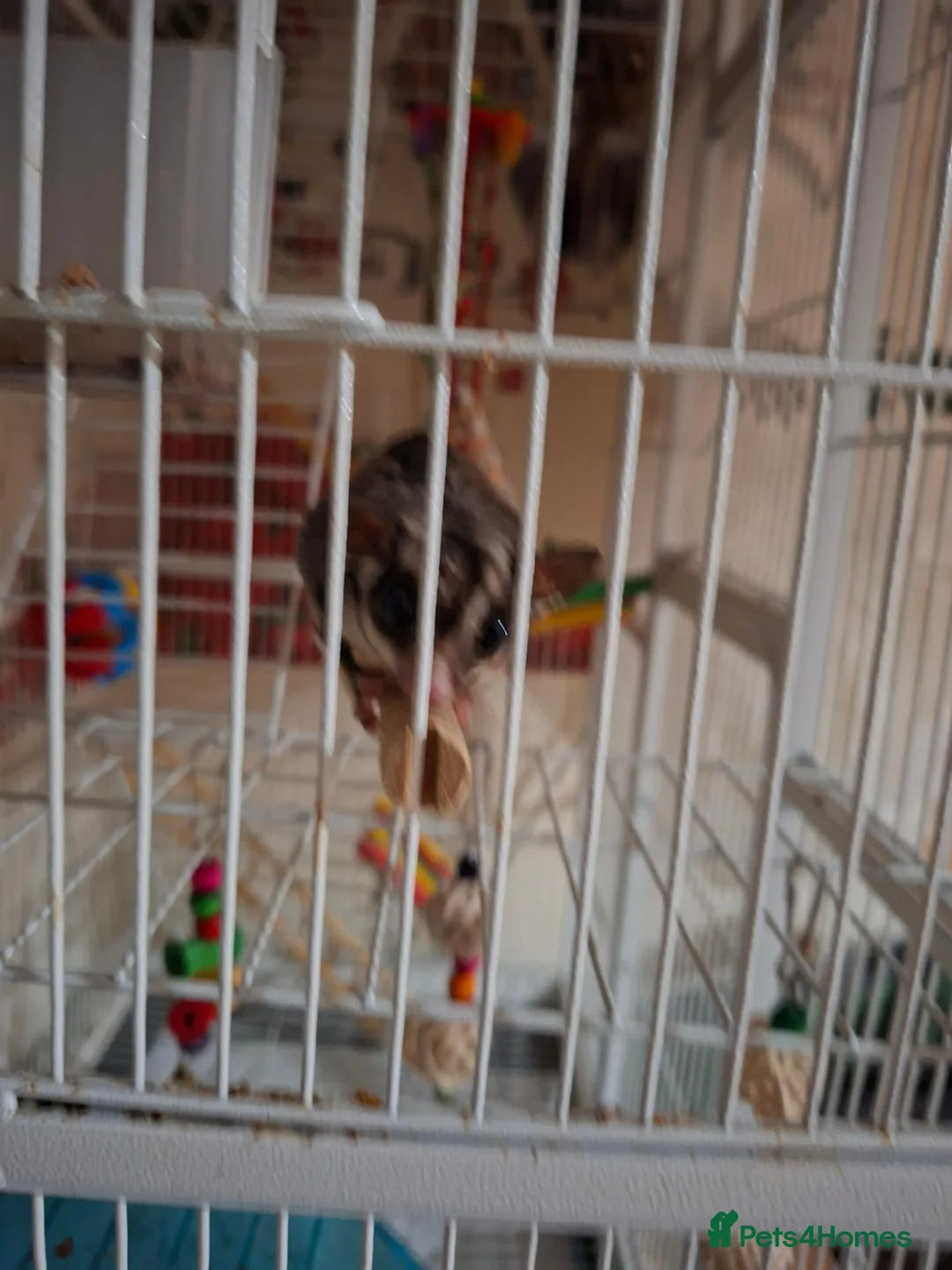 Sugar Glider rodents for sale: 2 brother sugsr gliders  - Advert 1