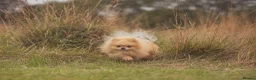 Pomeranian dogs for sale: ✨Exceptional Pomeranian Puppy -Ready Now✨ - Advert 14