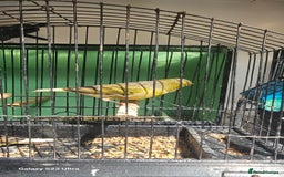 Canaries birds for sale: Irish fancy canary  - Image 6