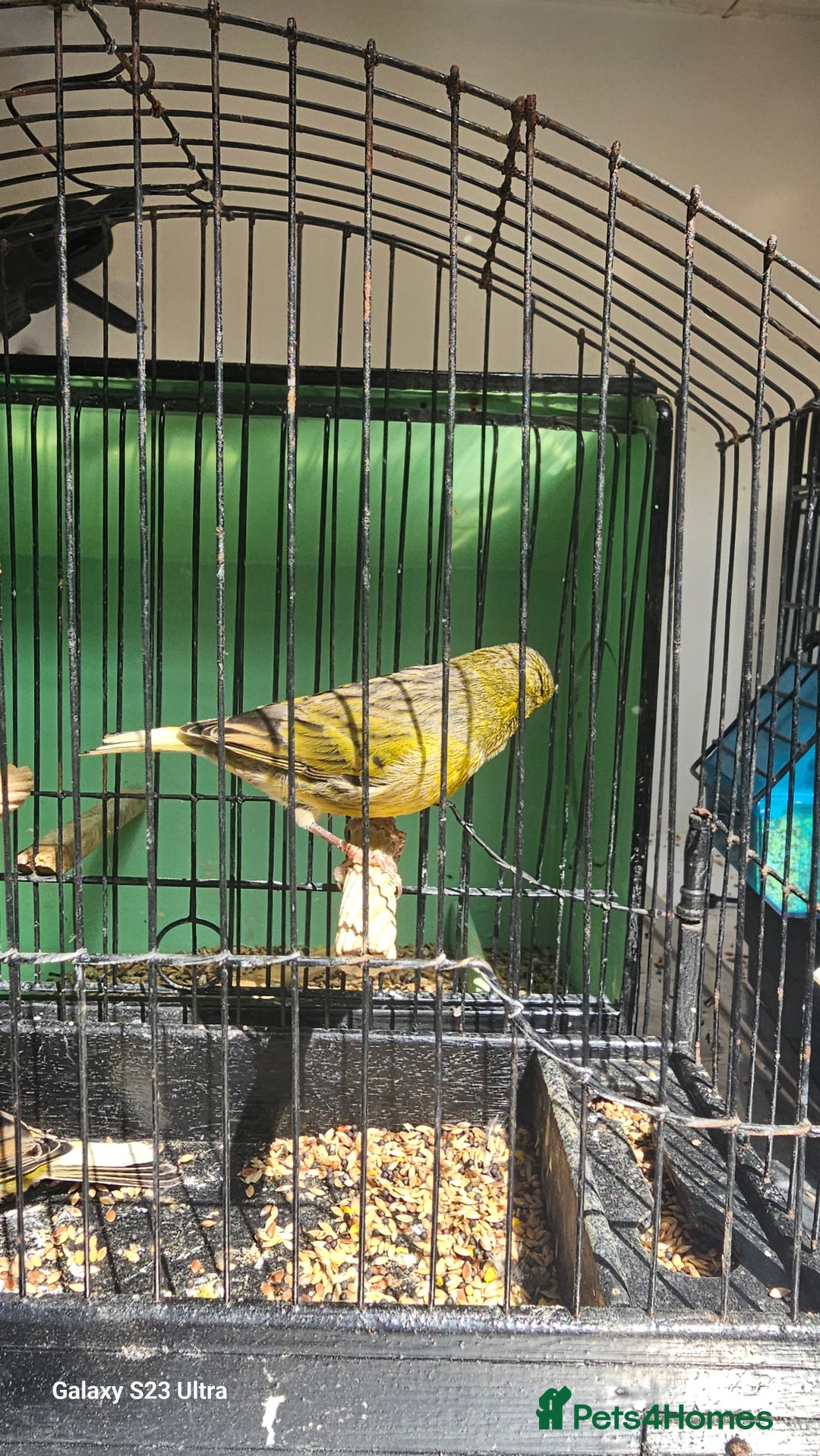 Canaries birds for sale: Irish fancy canary  - Image 6