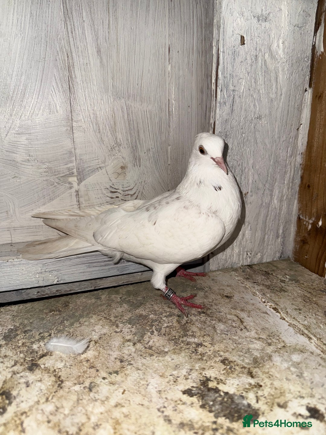 Pigeons birds for sale: Birmingham rollers for sale  - Advert 1