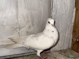 Pigeons birds Birmingham rollers for sale - Advert 1