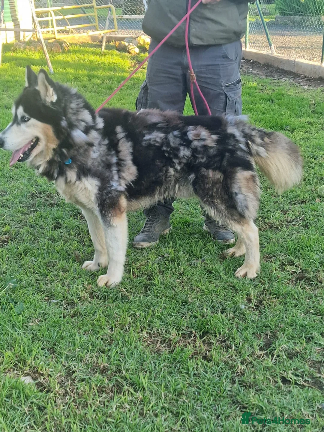 Mixed Breed dogs for adoption: 🥰 meet Randall ❤️ 🐾🐶 - Advert 2