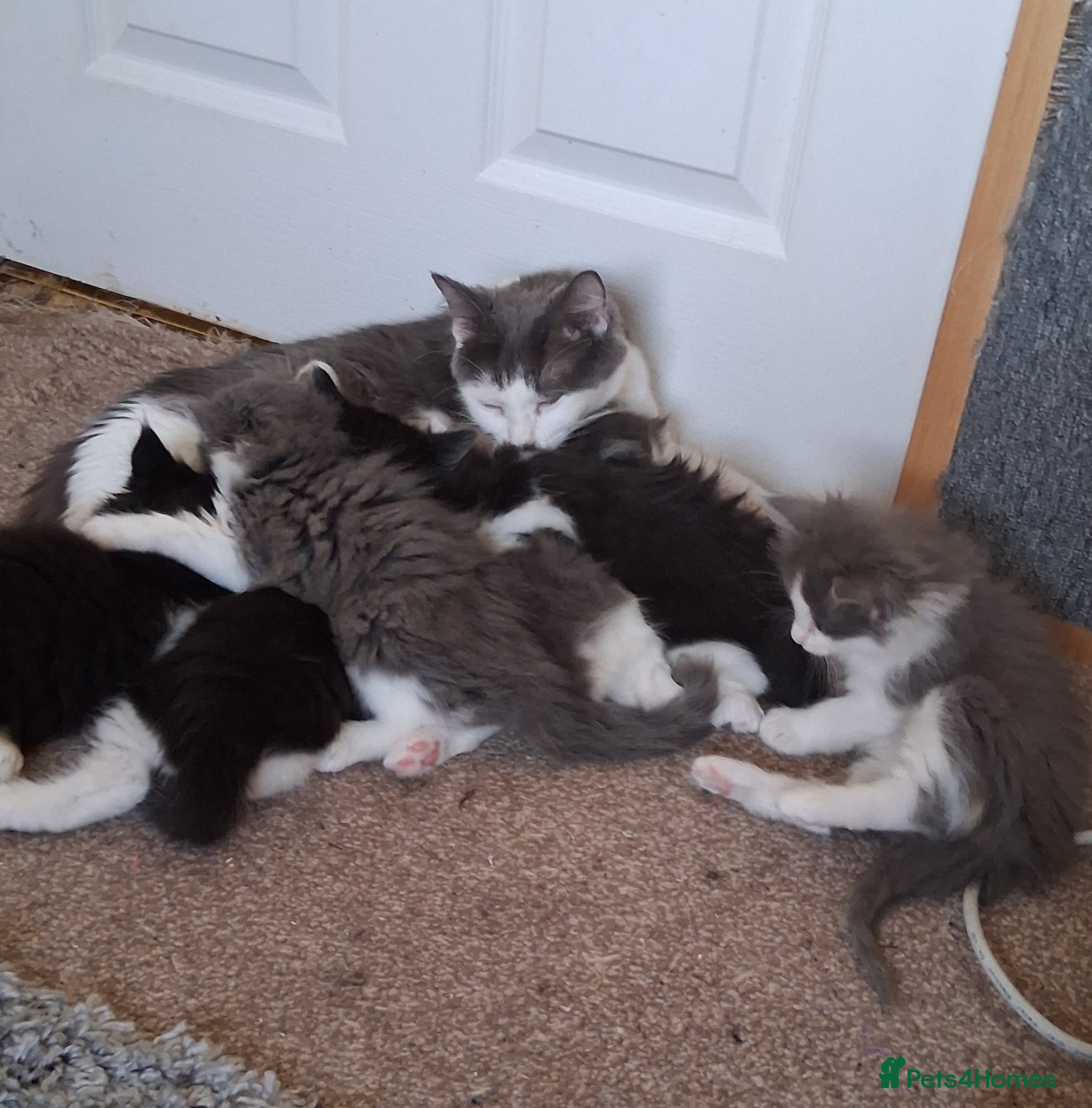 Mixed Breed cats for sale: Ragdoll X Kittens - Advert 19