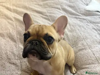 French Bulldog dogs Brownie - Advert 3