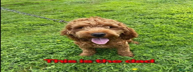 Arlo