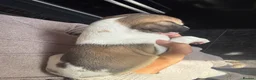 Whippet dogs for sale: KC Registered Whippet Pups in Rotherham - Advert 6