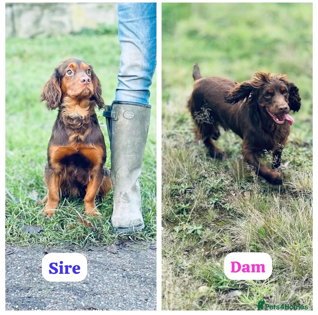 Cocker Spaniel dogs for sale: BEAUTIFUL KC REG CHOC-TAN COCKER SPANIEL PUPS - Advert 4