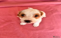 Cockapoo dogs for sale: Cocker Spaniel x Cockapoo Puppies Ready Soon  - Image 27