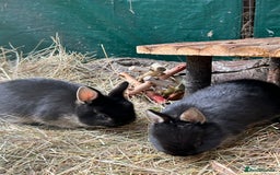 Netherland Dwarf rabbits for sale: Netherland dwarf babies - Image 3