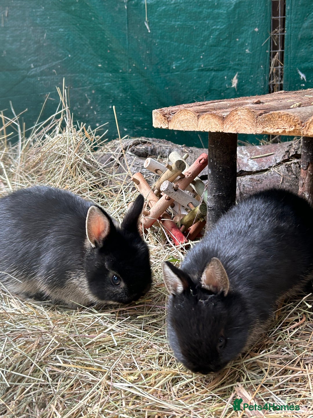 Netherland Dwarf rabbits for sale: Netherland dwarf babies - Image 3