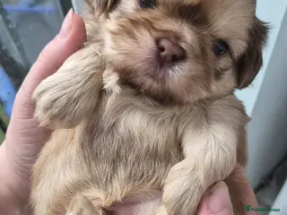 Shih Tzu dogs Imperial Shih Tzu Puppies - Advert 15