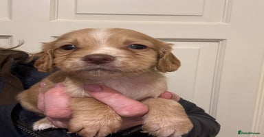 Cocker Spaniel dogs - Advert 1