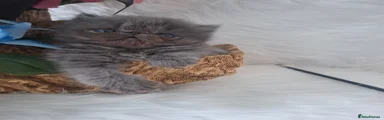 Persian 3