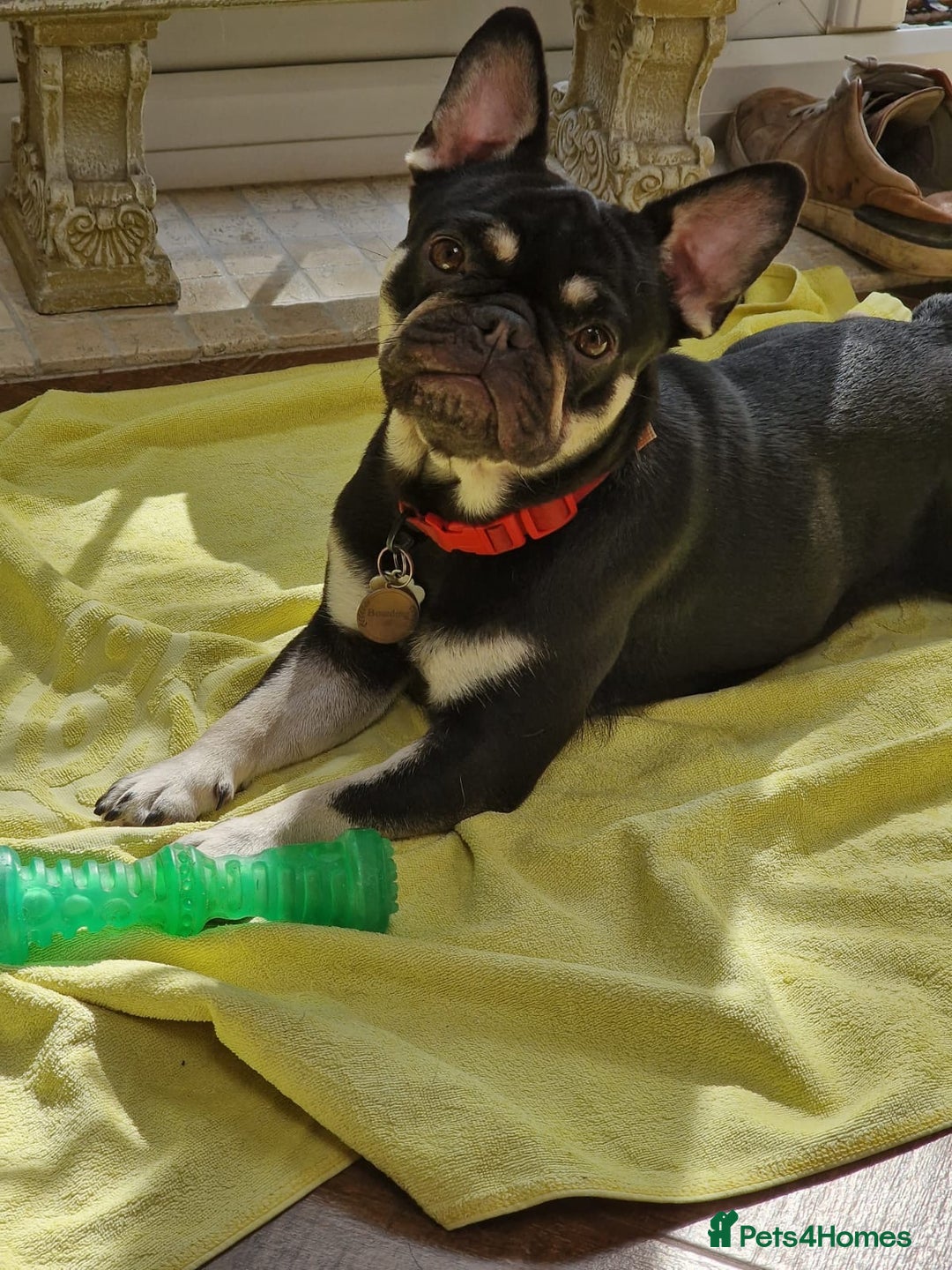 Pug dogs for sale: Pug and frug  - Image 5