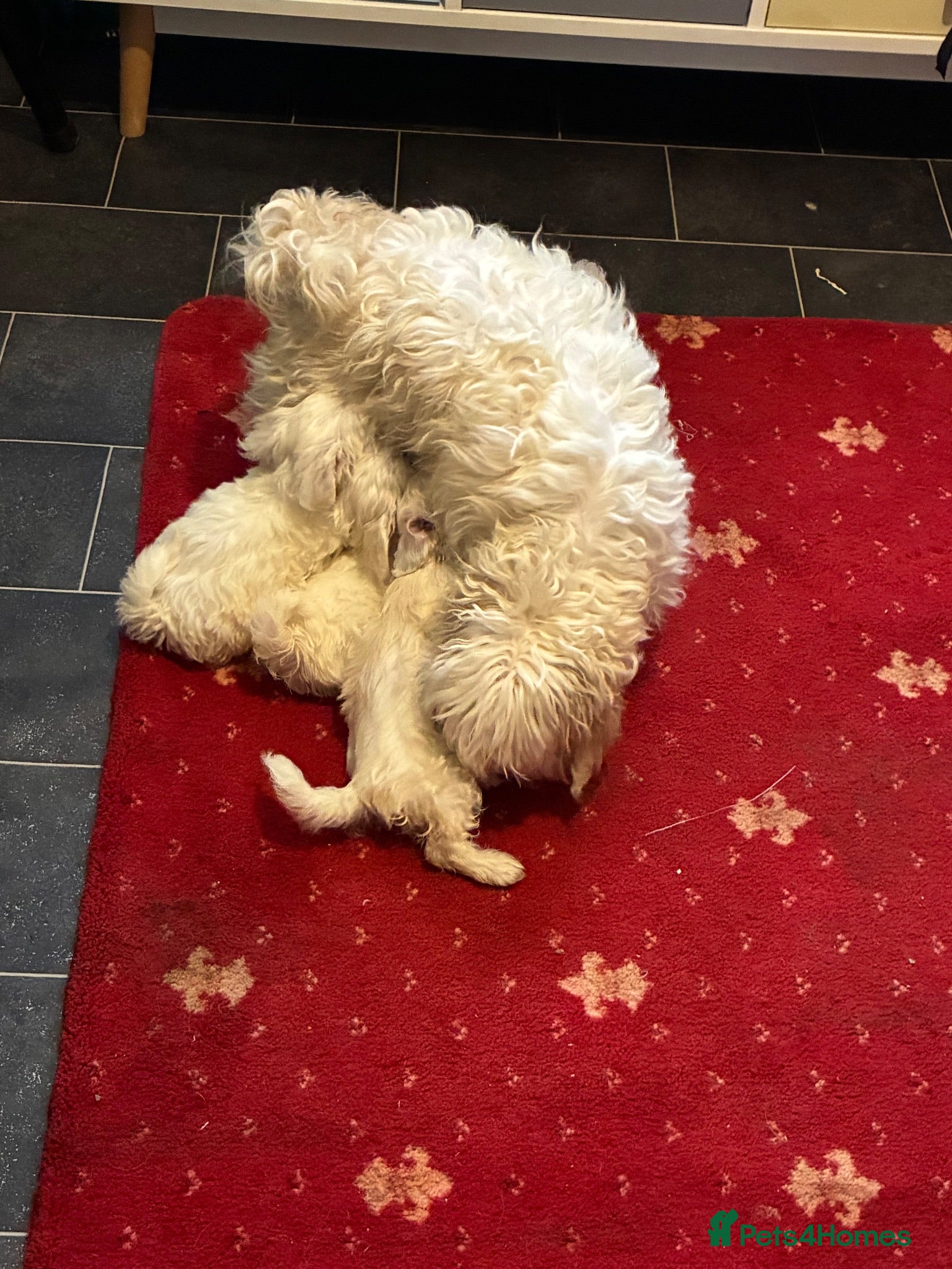 Bichon Frise dogs 6 beautiful bichon Frise x bichon Maltese  - Advert 1