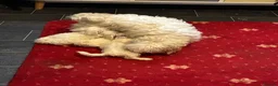 Bichon Frise dogs for sale: 6 beautiful bichon Frise x bichon Maltese  - Advert 1
