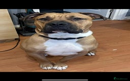 Boerboel dogs for sale: Boerboel looking for a loving home - Image 1