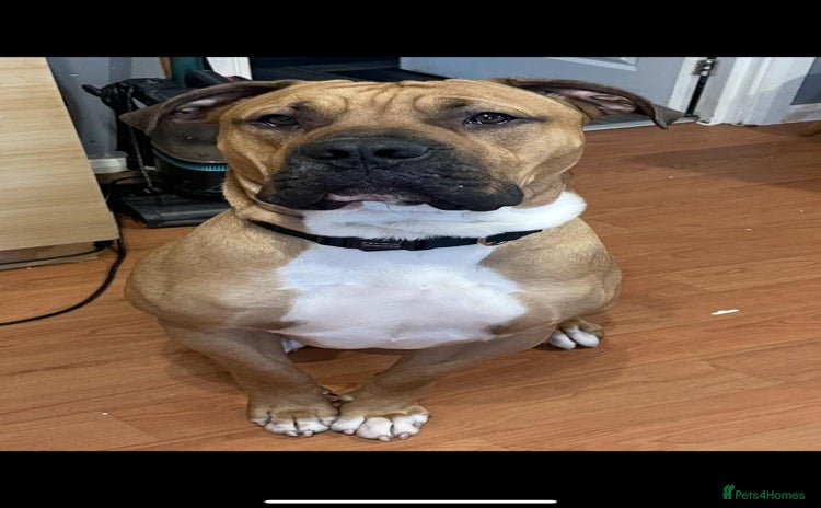 Boerboel dogs - Advert 1
