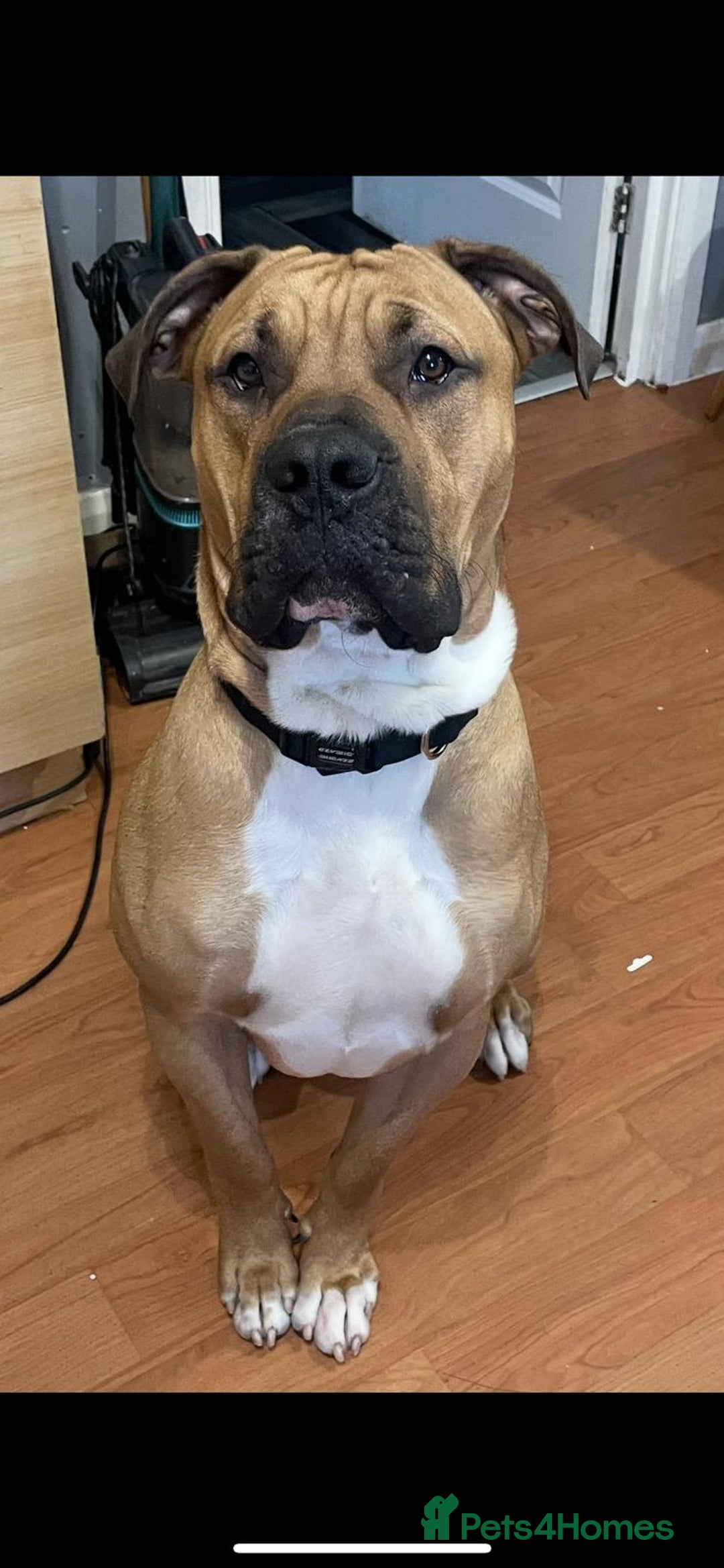 Boerboel dogs for sale: Boerboel looking for a loving home - Image 1