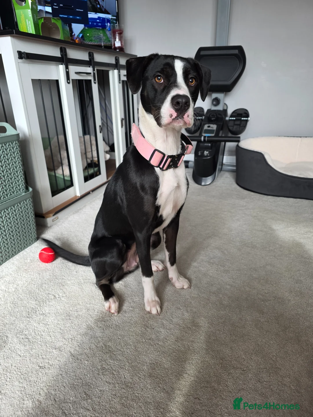 Mixed Breed dogs for sale: Cassie our 14 month old in Poole - Advert 1