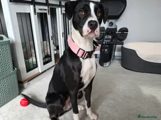 Mixed Breed dogs Cassie our 14 month old - Advert 1