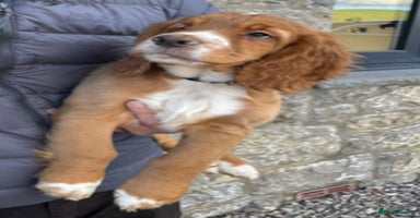 Cocker Spaniel dogs - Advert 13