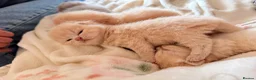British Shorthair cats for sale: Beautiful British Shorthair Kittens-Rare colours - Advert 17