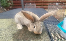 Continental Giant rabbits for sale: Baby Continental giants - Image 8
