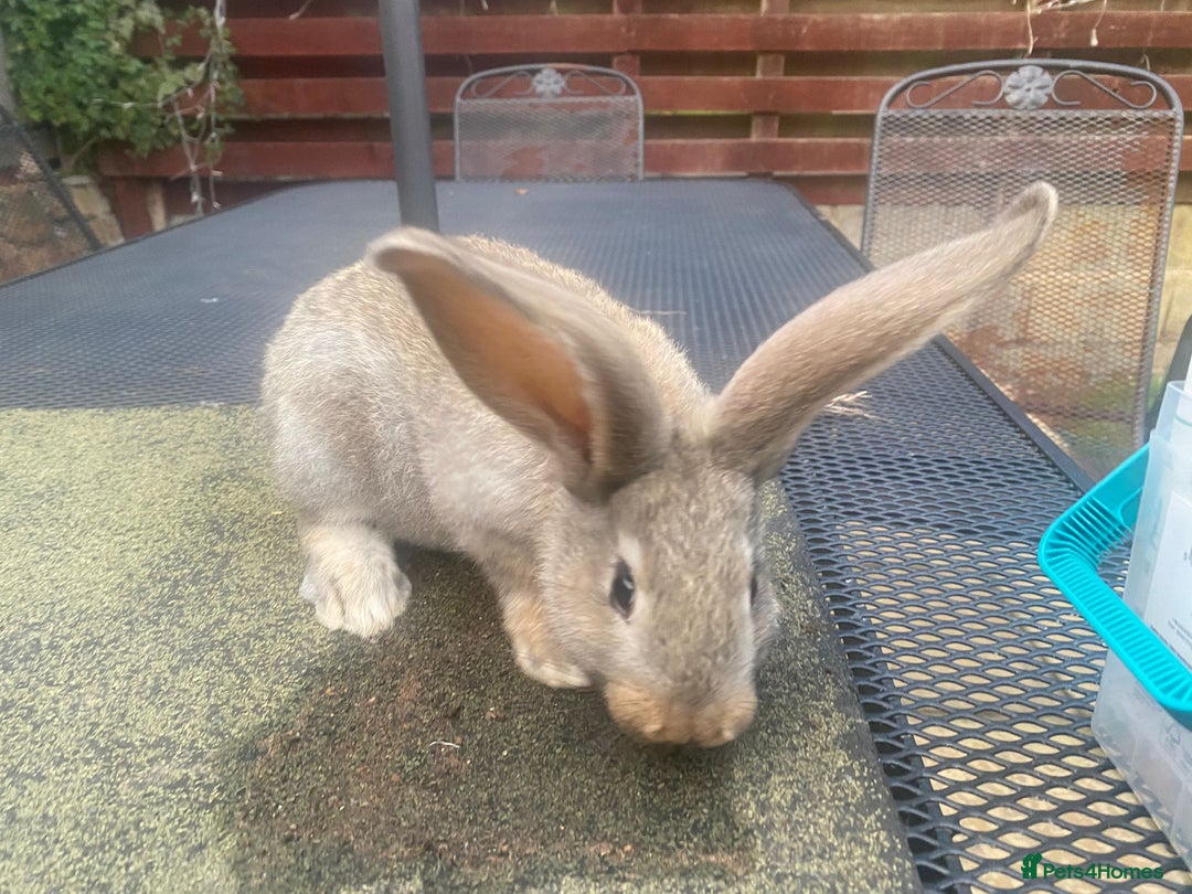 Continental Giant rabbits for sale: Baby Continental giants - Image 8