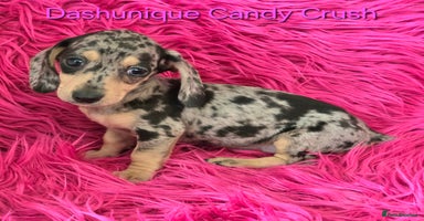 Miniature Dachshund dogs - Advert 12