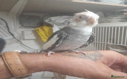 Cockatiels birds for sale: Hand reared semi tame cockatiels  - Image 3