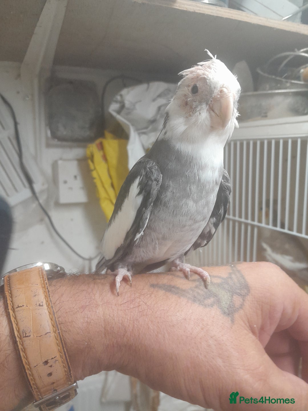 Cockatiels birds for sale: Hand reared semi tame cockatiels  - Image 3