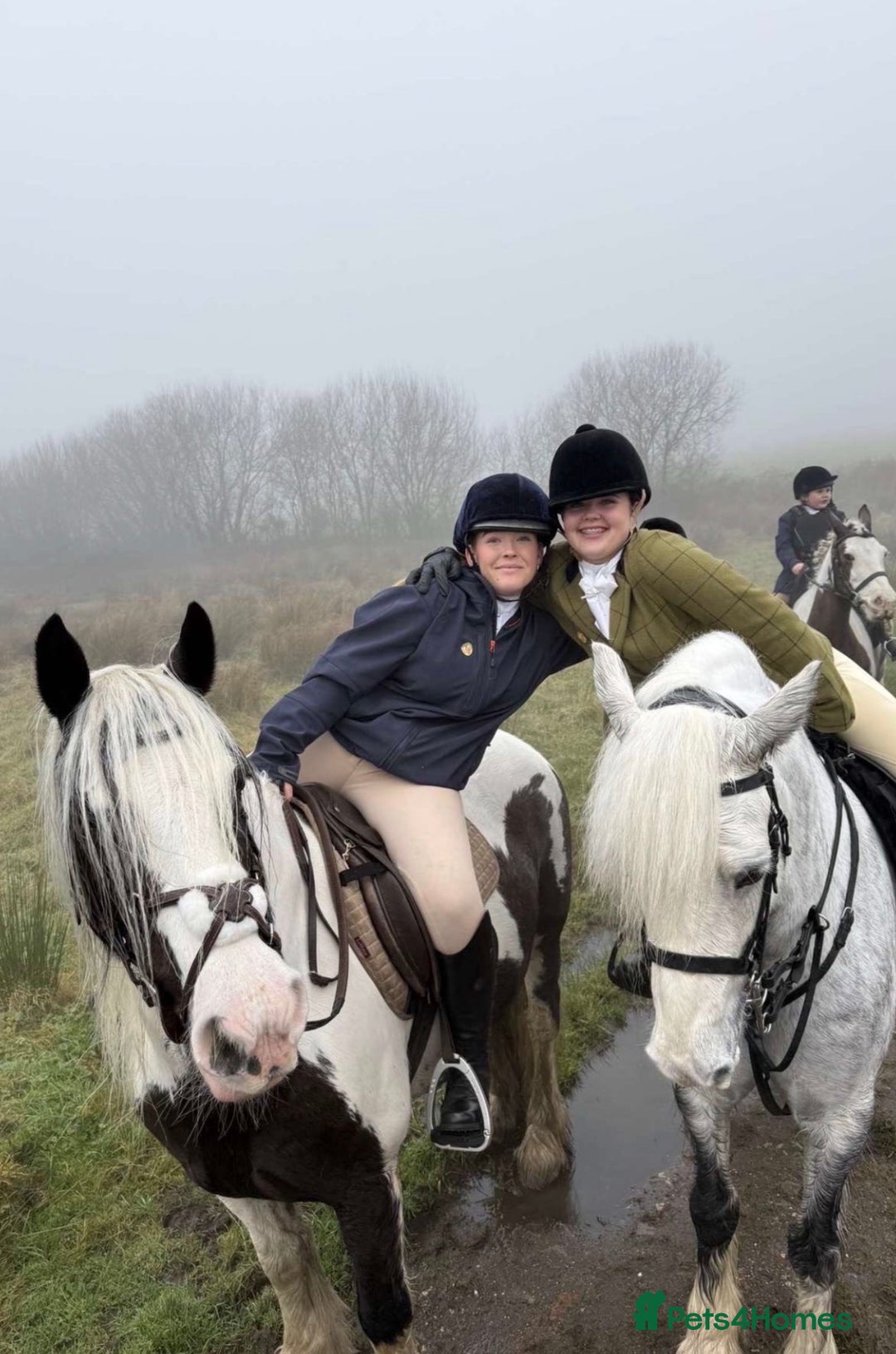 Irish Cob horses for sale: Heartbreaking sale  - Advert 2