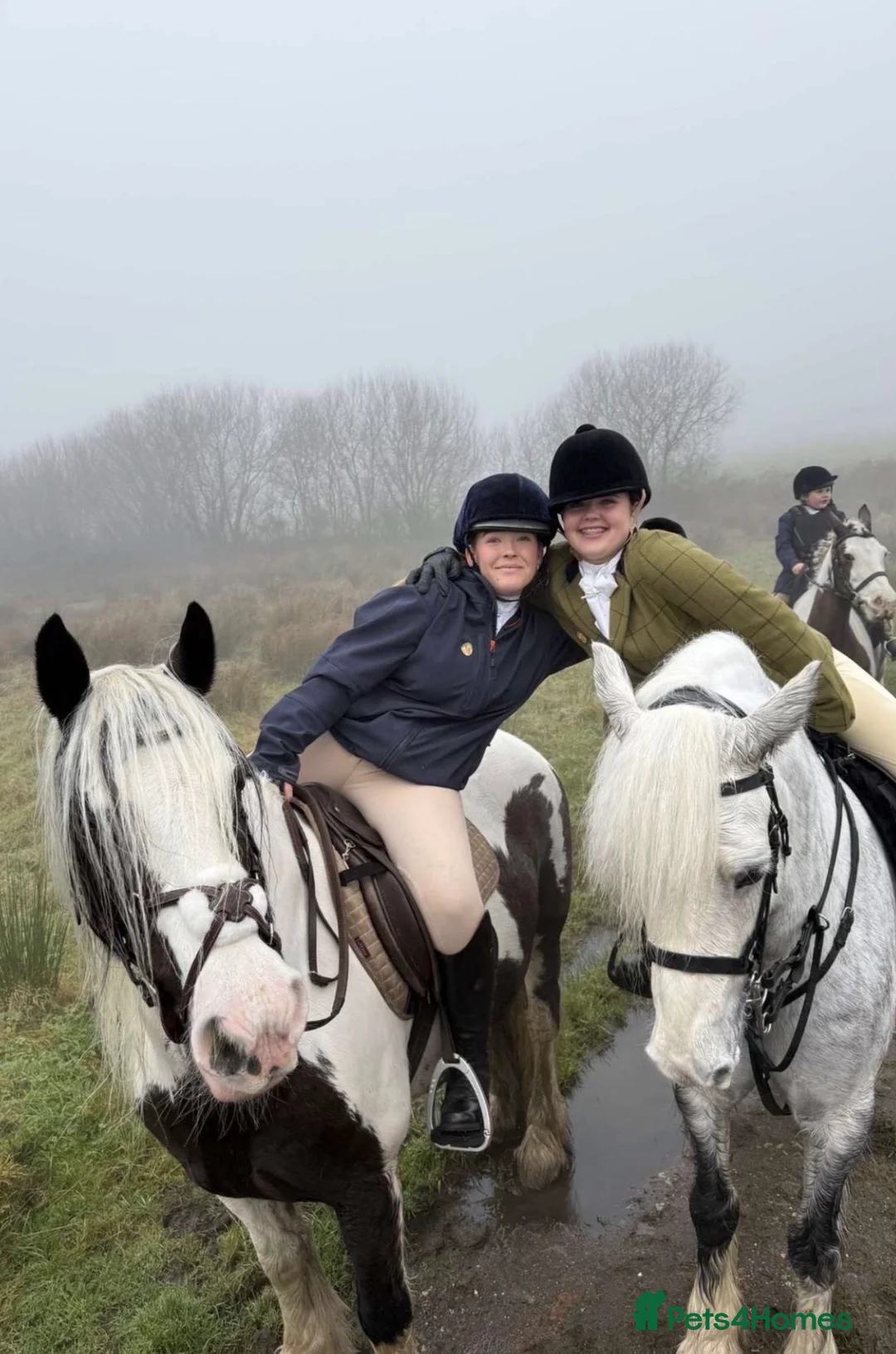 Irish Cob horses for sale: Heartbreaking sale  - Advert 2