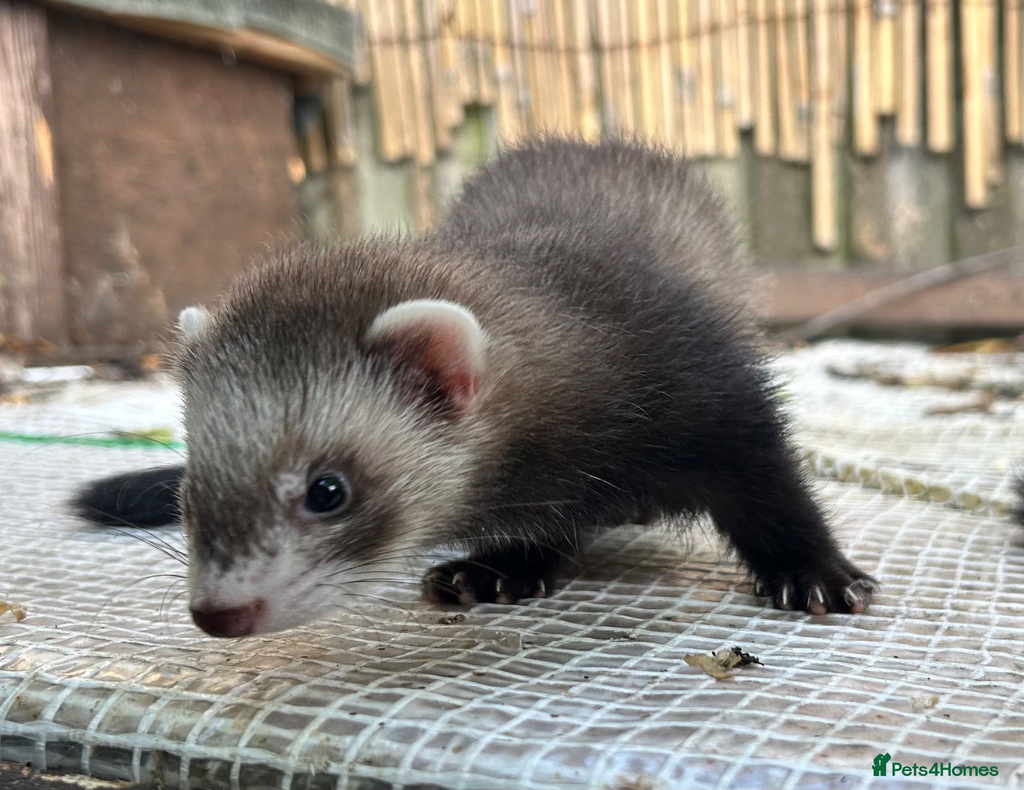 Ferret rodents Working strain hob ferrets  - Advert 2
