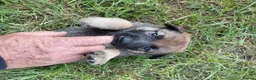Mixed Breed dogs for sale: German shepherd x malinois  - Advert 15