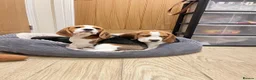 Beagle dogs for sale: KC registered beagle poppies  - Advert 10