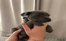 Staffordshire Bull Terrier dogs for sale: Stunning pure blue staffies - Image 33
