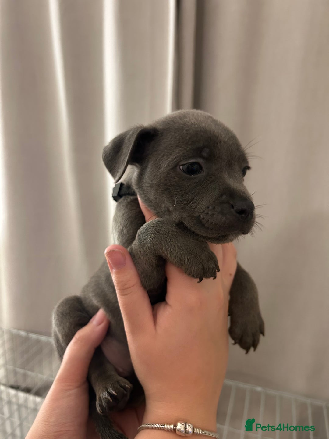 Staffordshire Bull Terrier dogs for sale: Stunning pure blue staffies - Image 33