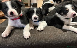 Border Collie dogs for sale: Border collie puppies - Image 5