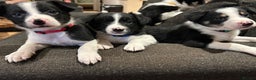 Border Collie dogs for sale: Border collie puppies - Advert 5