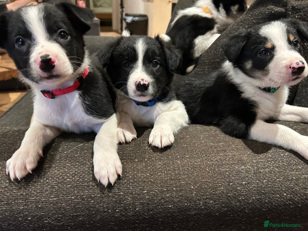 Border Collie dogs for sale: Border collie puppies - Image 5