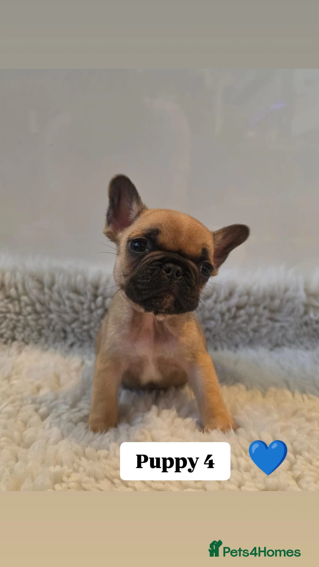 French Bulldog dogs Kc reg french bulldog puppies - Advert 2