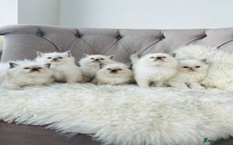 Ragdoll cats for stud: Amazing proven stud !!!  in Romford - Image 6
