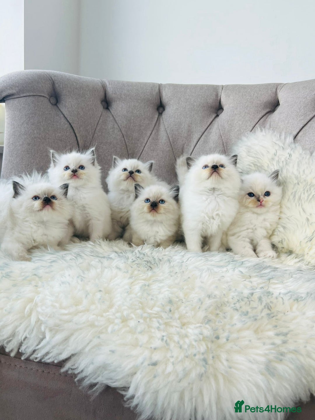 Ragdoll cats for stud: Amazing proven stud !!!  in Romford - Image 6