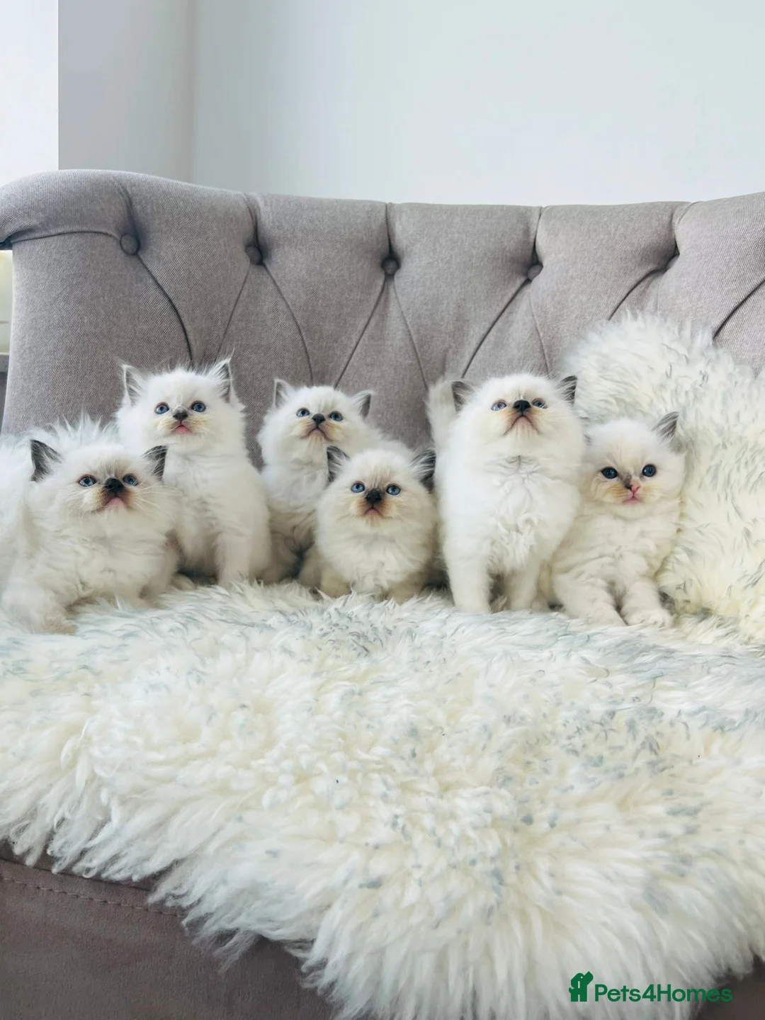 Ragdoll cats for stud: Amazing proven stud !!!  in Romford - Advert 6