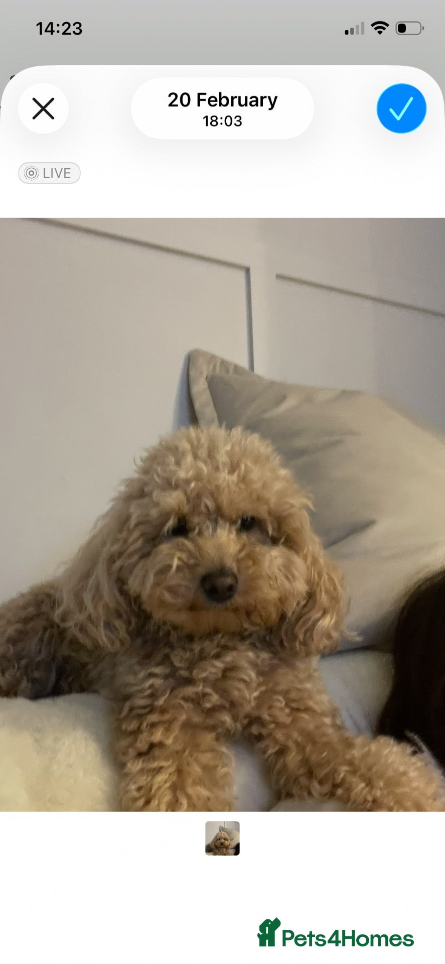 Mixed Breed dogs Malitpoos Puppies for sale  - Advert 3